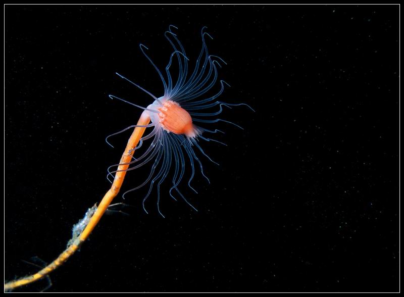 Tubularia indivisa Tubularia indivisa