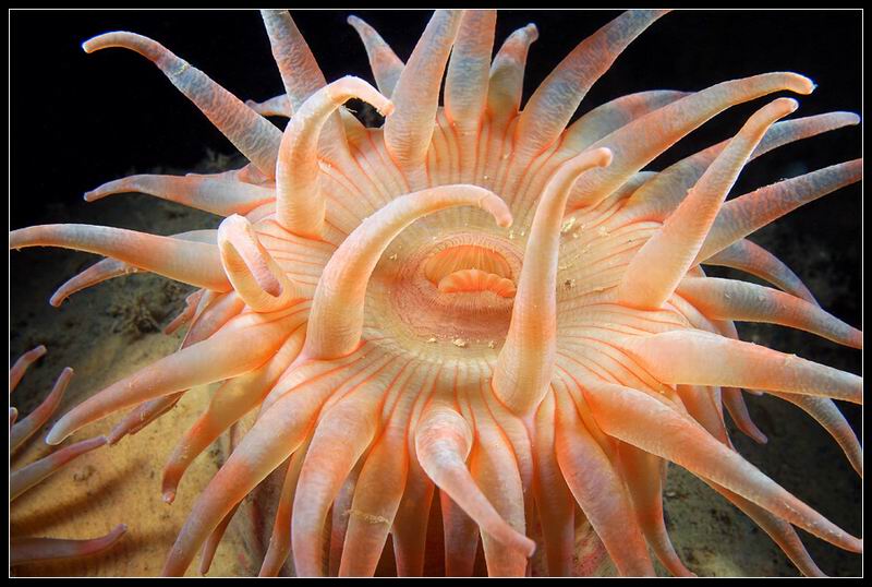 Уртицина (Urticina eques) Уртицина (Urticina eques)