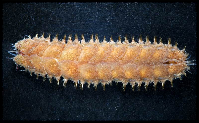 Лепидонотус (Lepidonotus squamatus) Лепидонотус (Lepidonotus squamatus)