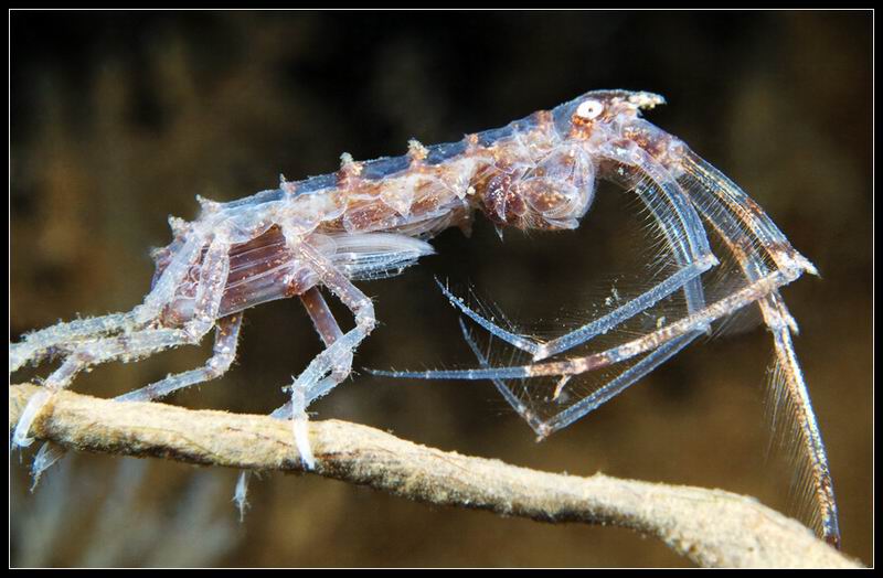 Dulichia spinosissima Dulichia spinosissima