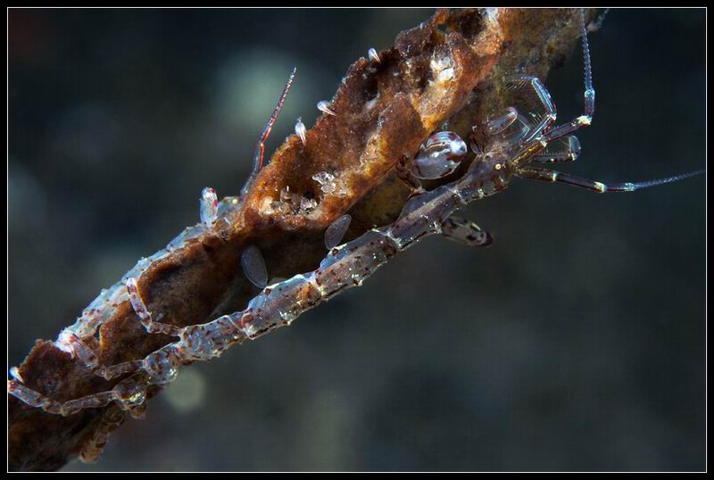 козочка-Caprella septentrionalis козочка-Caprella septentrionalis