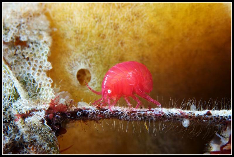 бокоплав Акантонотозома (Acanthonotozoma inflatum) бокоплав Акантонотозома (Acanthonotozoma inflatum)