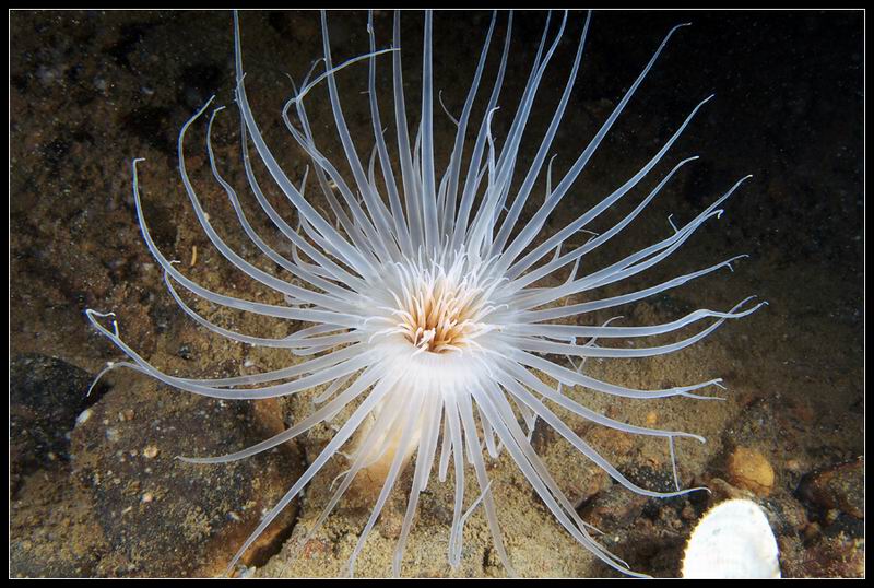 Цериантария (Cerianthus lloydii). Цериантария (Cerianthus lloydii).
