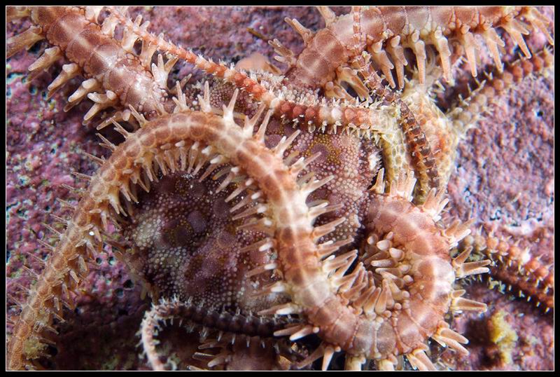 офиура офиура