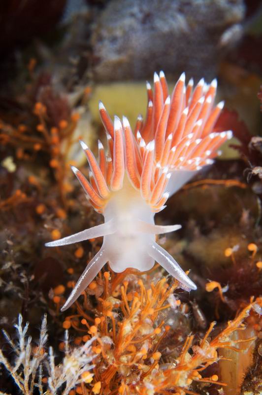 крифелла крифелла