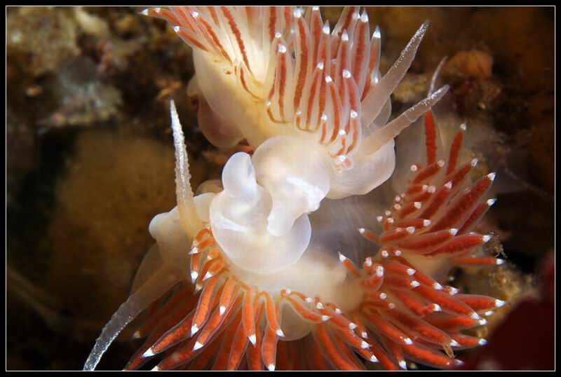 две корифеллы две корифеллы