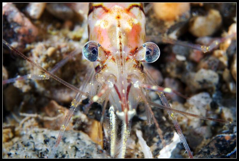 креветка креветка