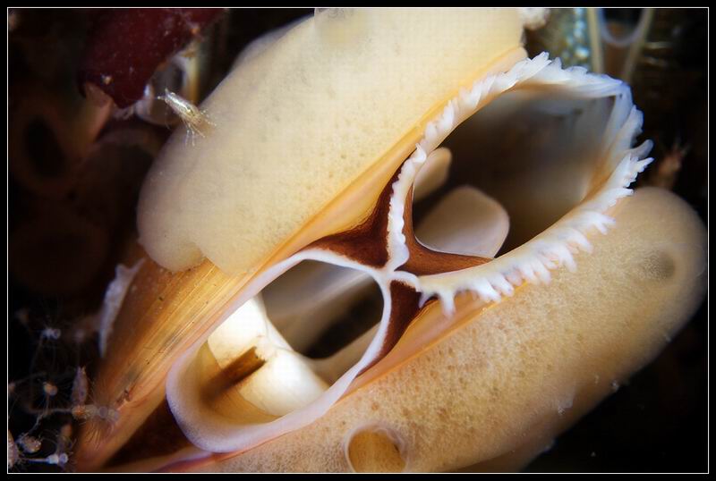 мидия мидия