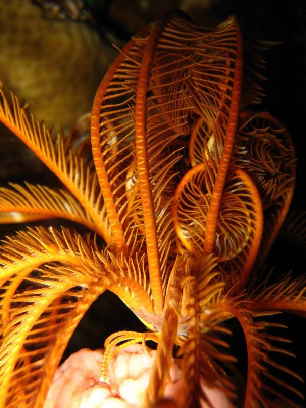 Ночная лилия. Ночная лилия.