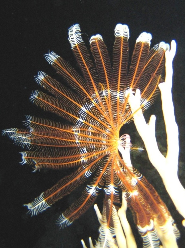 Ночная лилия. Ночная лилия.