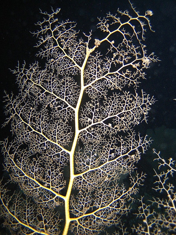 Горгоноцефал. Горгоноцефал.