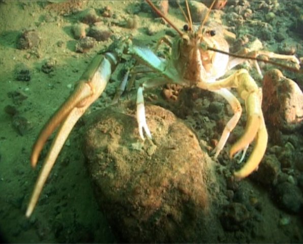 В гостях у Раков! В гостях у Раков!