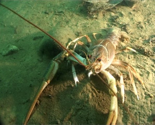 В гостях у Раков! В гостях у Раков!