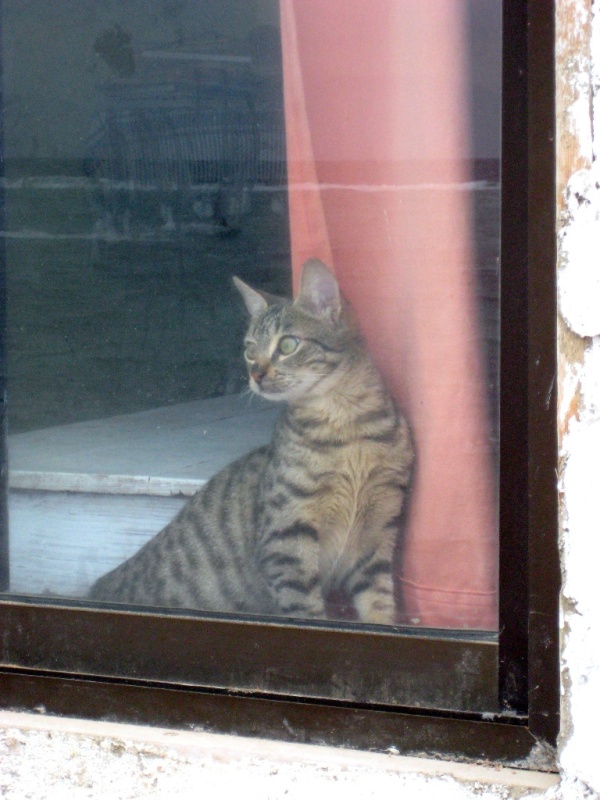 Дахаб, Ассала. Дахаб, Ассала.