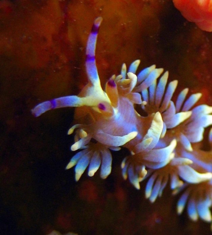 Голожаберник. Голожаберник.