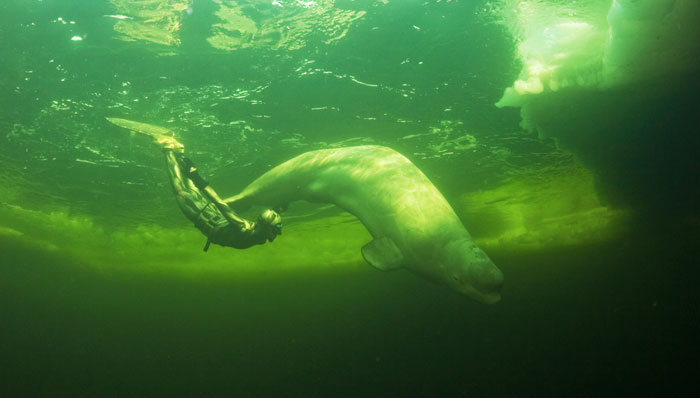 Белухи и фридайверы (фото Наталии Червяковой) Белухи и фридайверы (фото Наталии Червяковой)