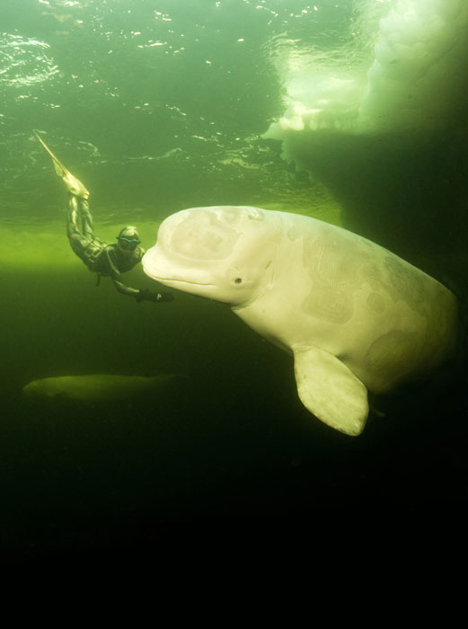 Белухи и фридайверы (фото Наталии Червяковой) Белухи и фридайверы (фото Наталии Червяковой)