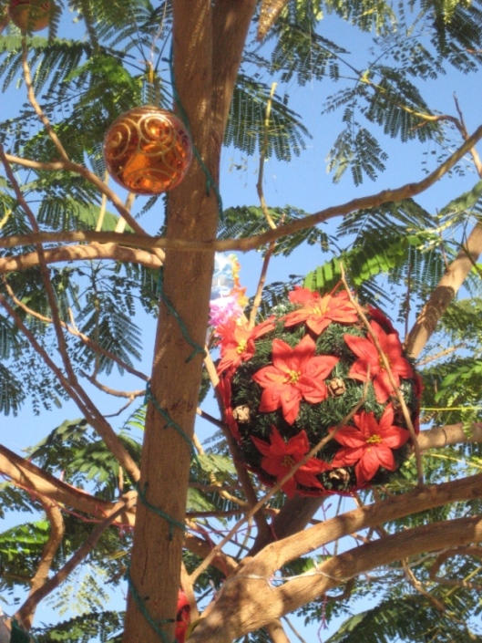 ёлки-акации ёлки-акации