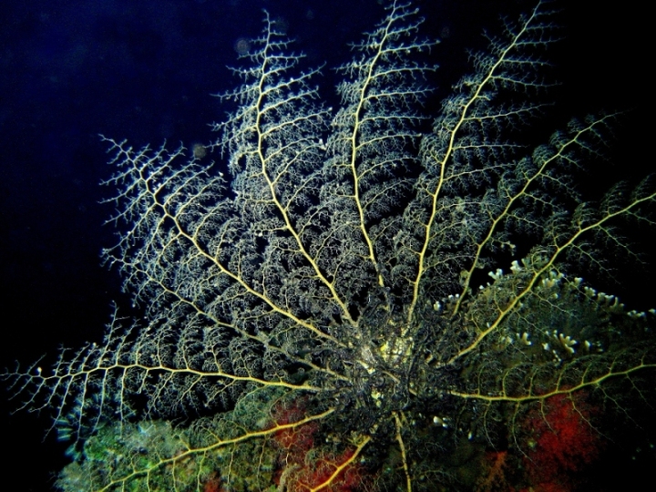 горгоноцефал горгоноцефал