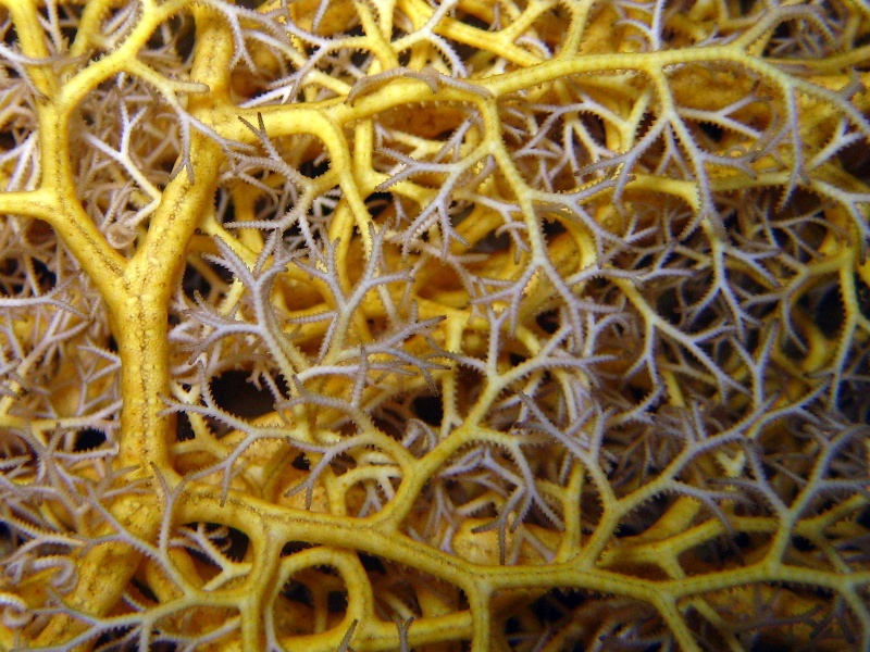 горгоноцефал горгоноцефал