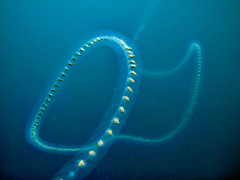 Кто это? Кто это?