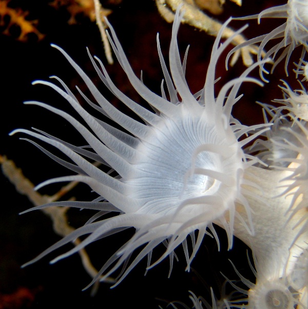 Актиния Горгоневая нашлепка (Nemanthus annamensis).