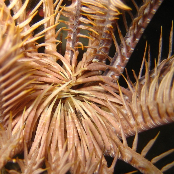 Центральная часть морской лилии.