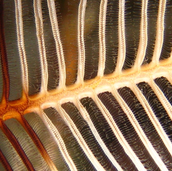 Веточка морской лилии крупным планом. Веточка морской лилии крупным планом.