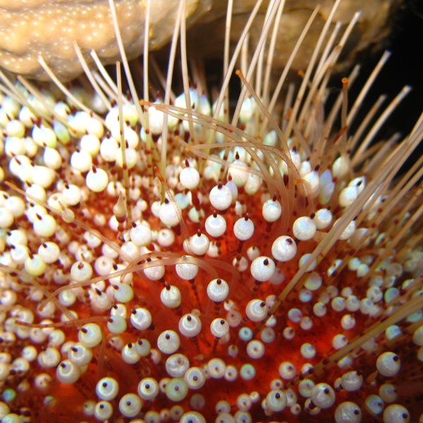 Ядовитый морской ёж.