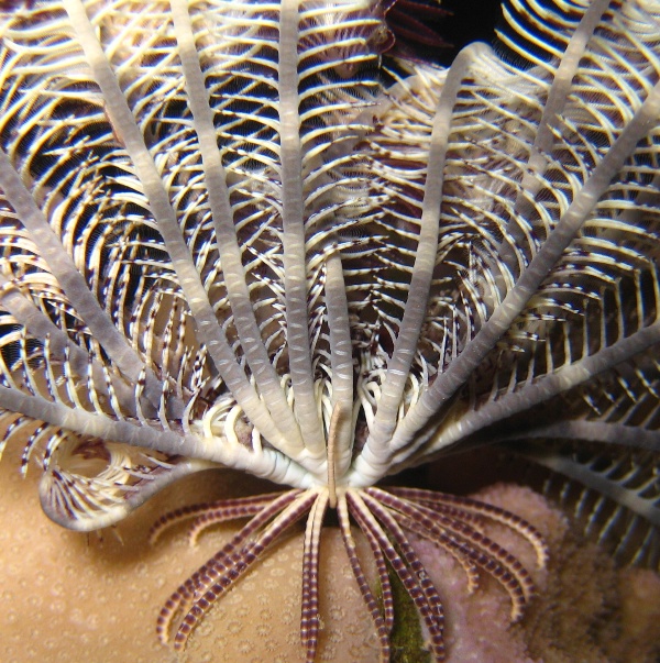 Морская лилия. Морская лилия.