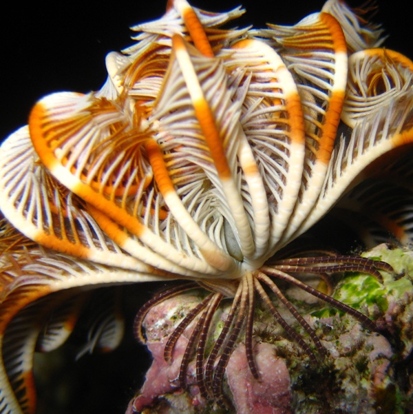 Морская лилия. Морская лилия.