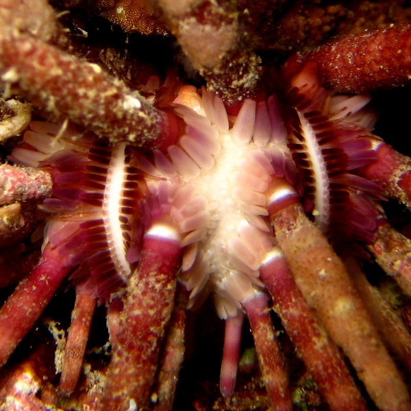 Морской ёж.