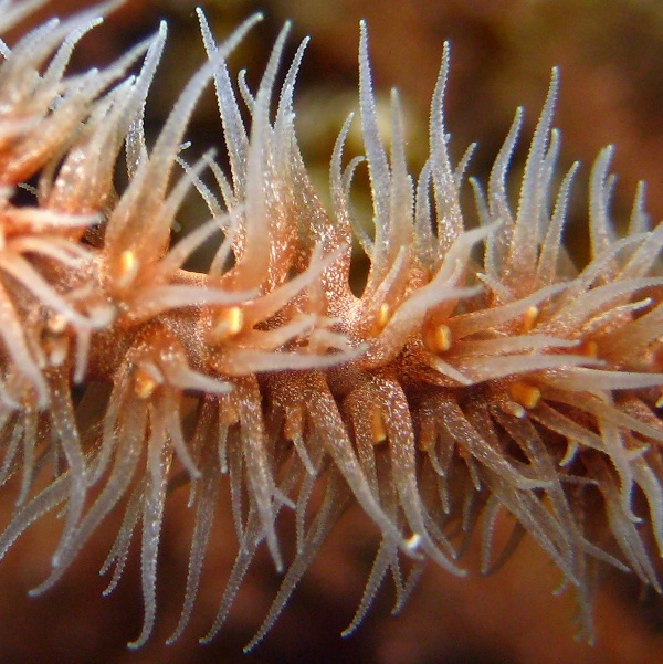 Проволочный коралл ночью.