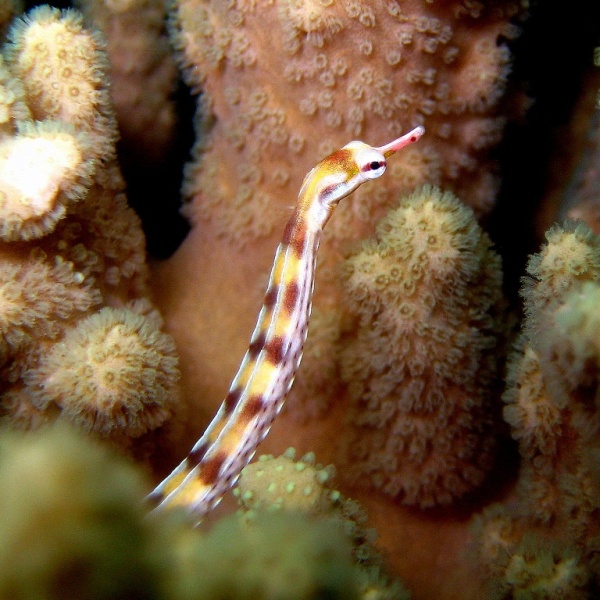 Морская игла. Морская игла.