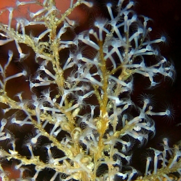 Колония гидроидных полипов. Колония гидроидных полипов.