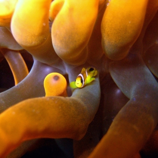 Молодой Амфиприон.