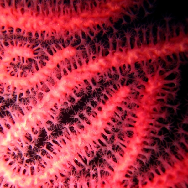 Горгонариевый мягкий коралл. Горгонариевый мягкий коралл.