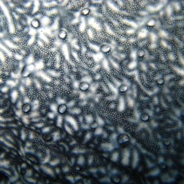 Колониальные асцидии. Колониальные асцидии.