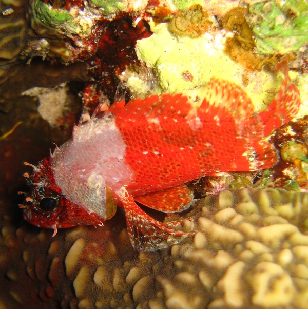 Кто-то скорпеновый.