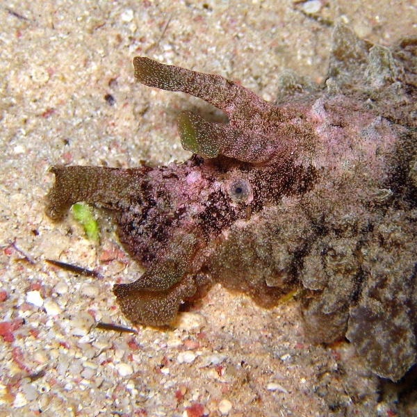 Морской заяц.