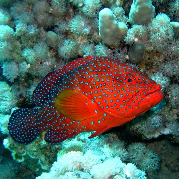 Коралловый Группер.