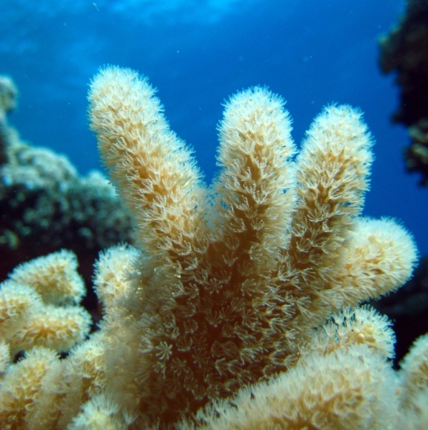 Мягкие кораллы.