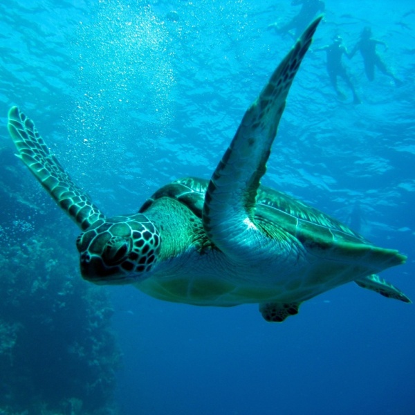 Морская черепаха Бисса. Морская черепаха Бисса.