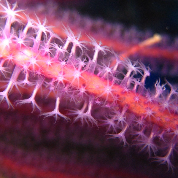 Мягкие кораллы. Мягкие кораллы.