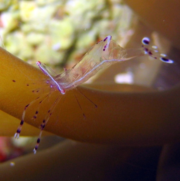 Симбиотическая актиниевая креветка. Симбиотическая актиниевая креветка.