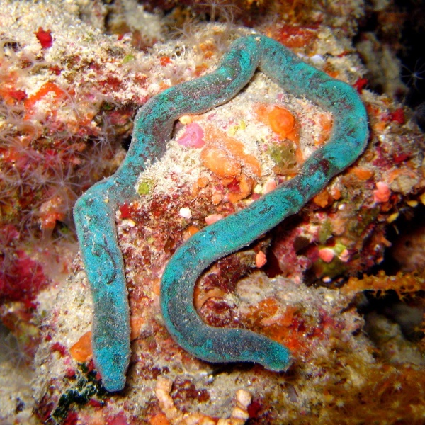 Такой вот странный моллюск. Бороздчатобрюхий. Такой вот странный моллюск. Бороздчатобрюхий.