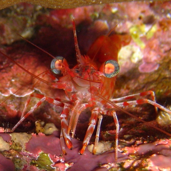 Ночная креветка. Ночная креветка.