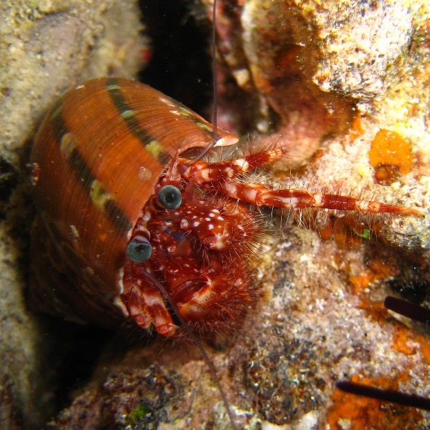 Рак-отшельник.