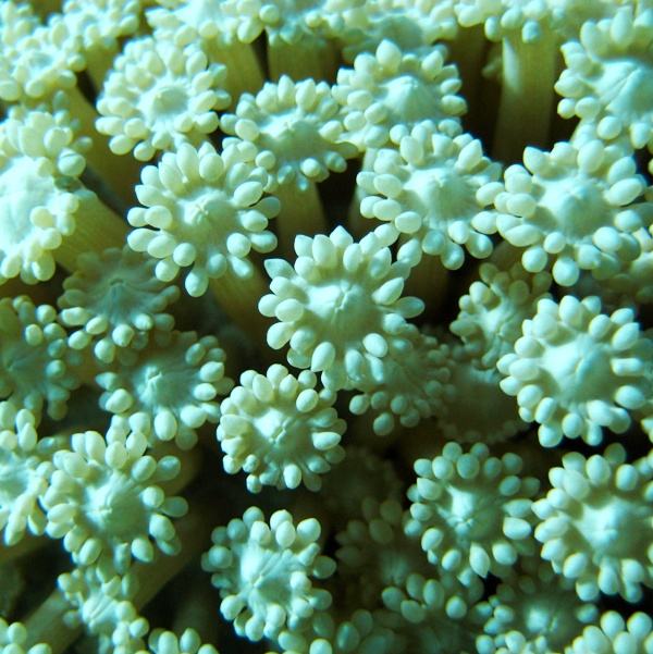 Мягкий коралл Гониопора. Мягкий коралл Гониопора.