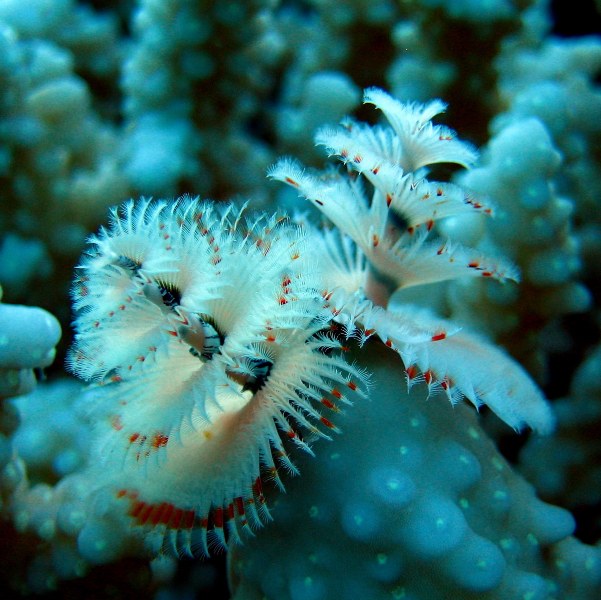 Трубчатый червь. Трубчатый червь.